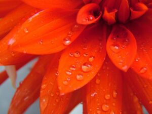 Red flower petals with droplets of water